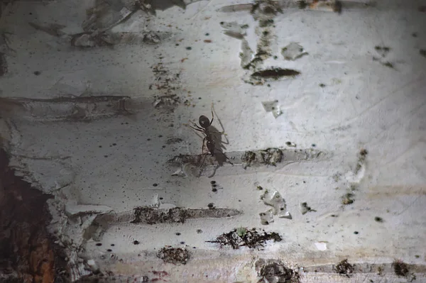 Ameise Und Ihr Schatten Auf Einem Weißen Birkentrog — Stockfoto