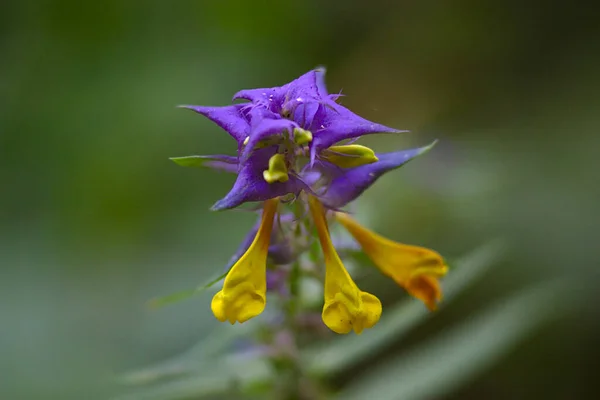 Narin Mor Yaz Çiçeği Kafası — Stok fotoğraf