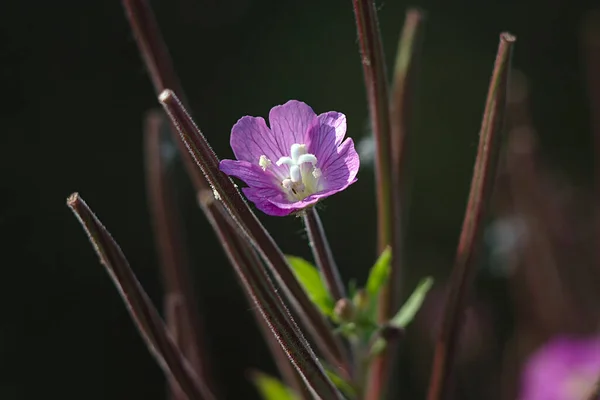 Delicada Flor Verão Roxo Cabeça Perto — Fotografia de Stock