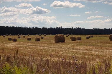Hasattan sonra tarlada saman var.