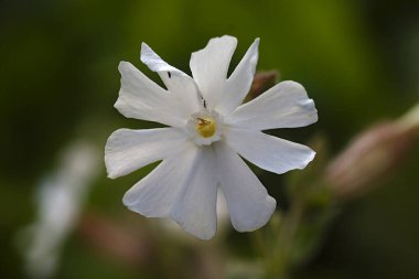 Yakın plan: Güzel bir yaz çiçeğinin başı