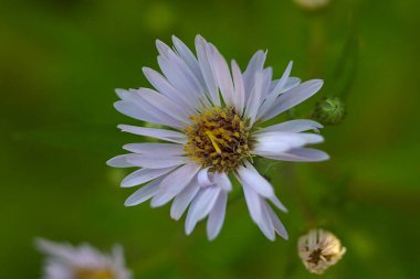 Yakın plan: Güzel bir yaz çiçeğinin başı