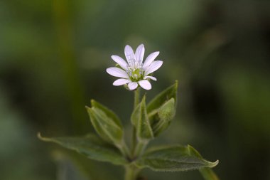 Yakın plan: Güzel bir yaz çiçeğinin başı