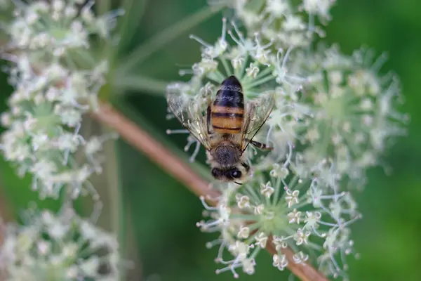 Detailní Záběr Včely Pracující Bílém Rozkvětu — Stock fotografie