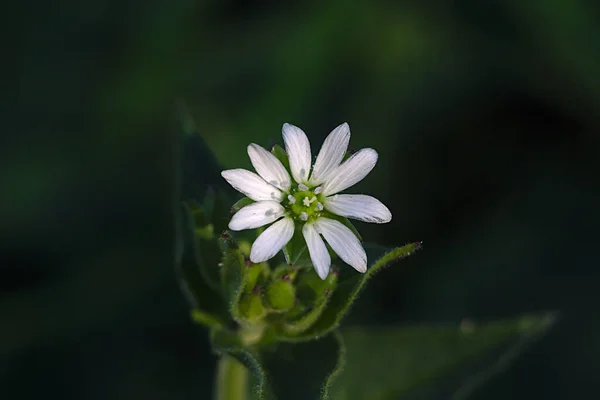 Close Hlava Krásné Letní Květiny — Stock fotografie