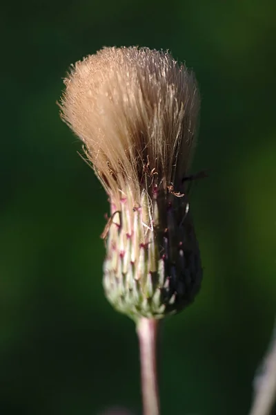 Close Head Beautiful Summer Flower — Stock Photo, Image
