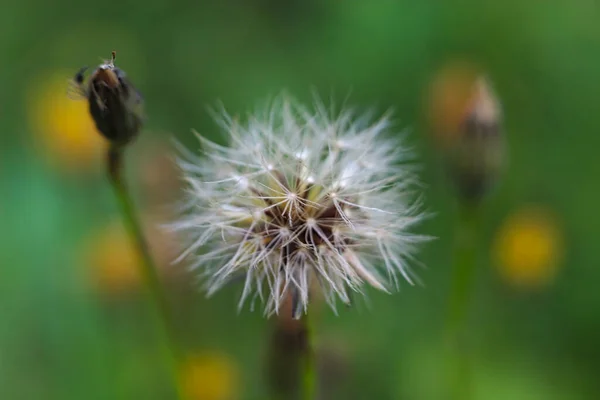 Close Tête Une Belle Fleur Été — Photo