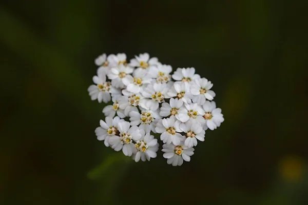 Närbild Huvudet Vacker Sommarblomma — Stockfoto