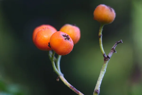 Detail Pomerančových Bobulí Horského Popela Větvi — Stock fotografie