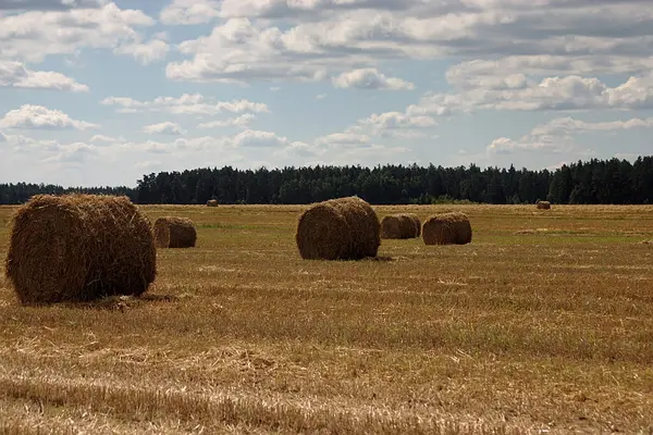 Straw Rolls Field Harvest — Stock Photo, Image