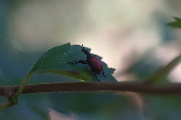 Small Bug Birch Leaf — Stock Photo, Image