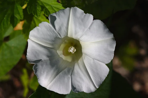 一种肥美的白色金黄色野草花 花椰菜属植物 — 图库照片