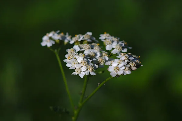 Malý Bílý Yarrow Rozkvět Zblízka — Stock fotografie