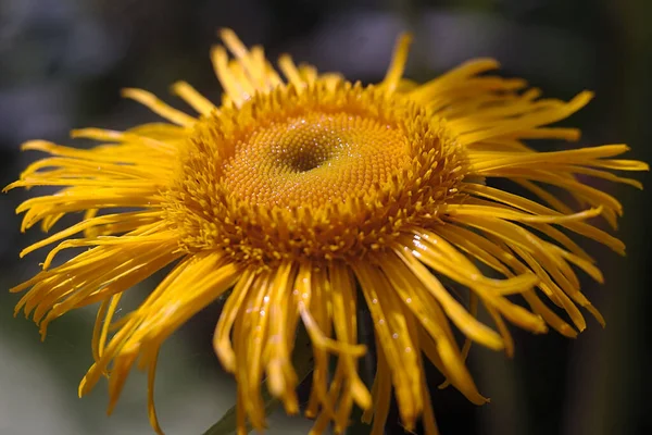 Yellow Flower Glistens Wet Rain — Stock Photo, Image