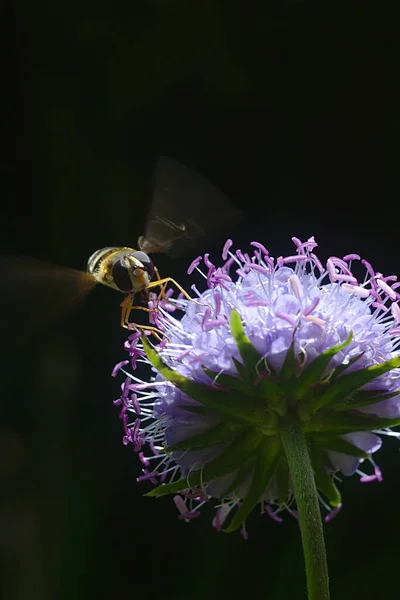 Včela Přiletěla Medové Květince — Stock fotografie