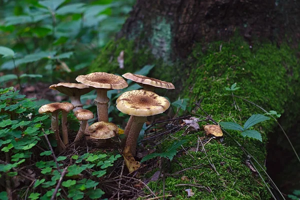 Uma Família Cogumelos Cresceu Árvore — Fotografia de Stock