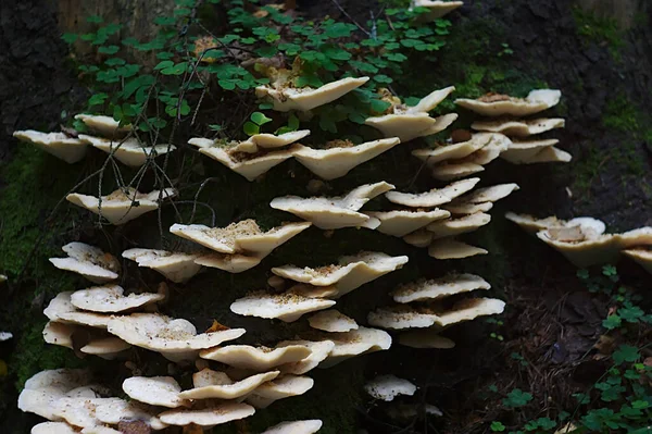 Setas Crecieron Tronco Árbol Muerto — Foto de Stock