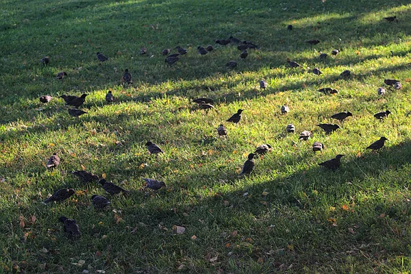 Flock Starlings Looking Food Lawn — Stock Photo, Image