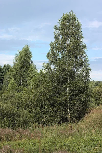 Free Standing Tree Forested Area — Stock Photo, Image