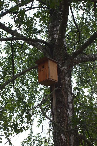 Eski Bir Huş Ağacının Gövdesindeki Ahşap Kuş Evi — Stok fotoğraf
