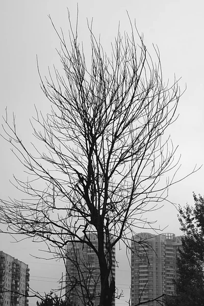 Yüksek Binaların Arka Planında Kuru Ağaç — Stok fotoğraf