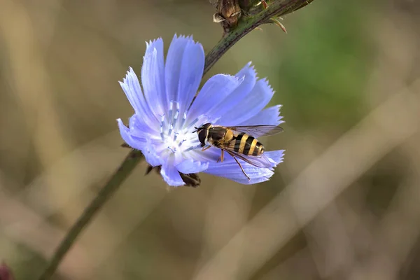 Cikoria Blomma Morgonen Slutet Sommaren — Stockfoto