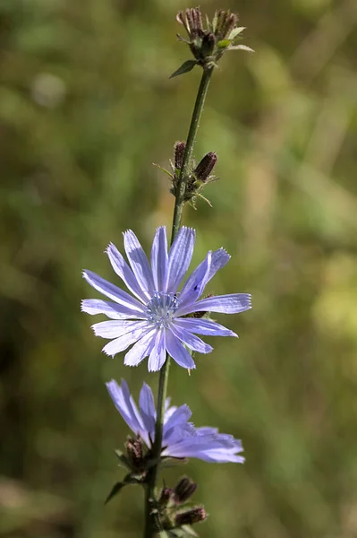 Flor Chicória Manhã Final Verão — Fotografia de Stock