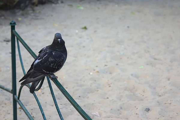 サンドボックスの金属製の柵の上に鳩を — ストック写真