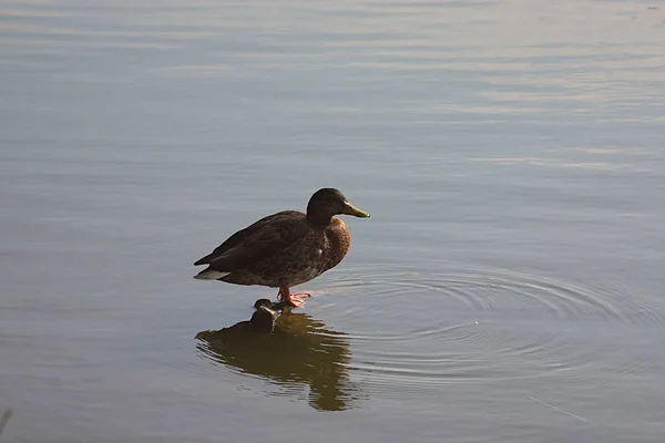 Pato Sienta Palo Que Sobresale Del Agua —  Fotos de Stock