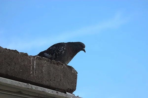 Pigeon Est Assis Sur Rebord Béton — Photo