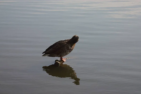 Pato Sienta Palo Que Sobresale Del Agua — Foto de Stock