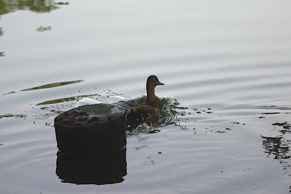 Pato Agua Del Estanque Una Mañana Otoño —  Fotos de Stock