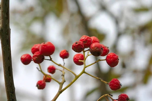 Helle Vogelbeeren Auf Einem Zweig — Stockfoto