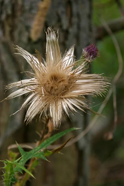 Eine Getrocknete Distelblume — Stockfoto