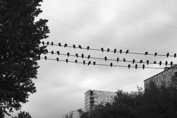 Kablolardaki Güvercinler Sonbahar Melodisi — Stok fotoğraf