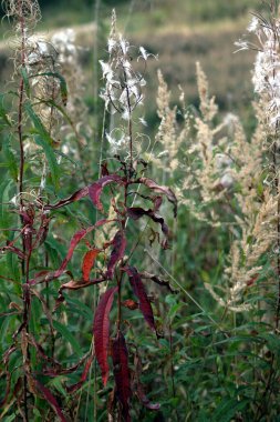 Sonbaharın ilk günlerinde solmuş bitkiler