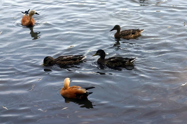 Patos Nadan Estanque Día Claro Otoño — Foto de Stock