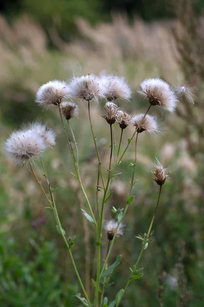 withering plants in the first days of autumn