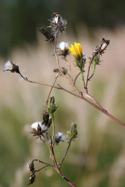 Sonbaharın Ilk Günlerinde Solmuş Bitkiler — Stok fotoğraf