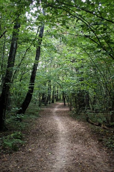 Path Autumn Forest Park — Stock Photo, Image