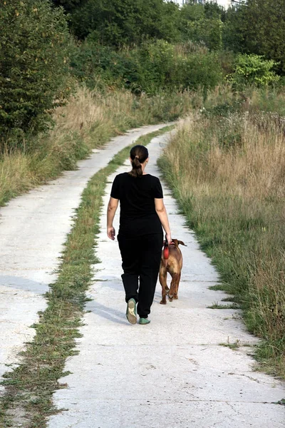 Bir kadın tasmalı bir köpeği gezdirir.