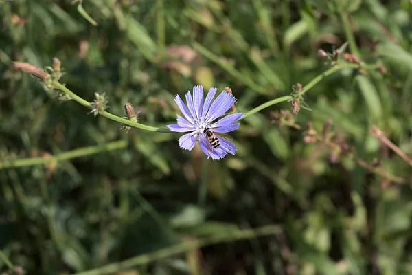 a bee works on a blue chicory flower