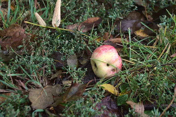木から草に落ちた熟したリンゴは — ストック写真