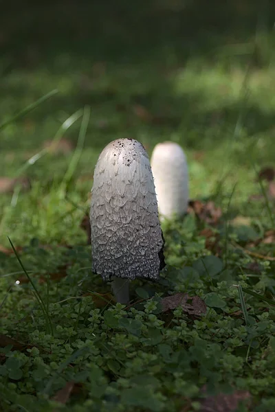 公园草坪上的粪蘑菇 — 图库照片