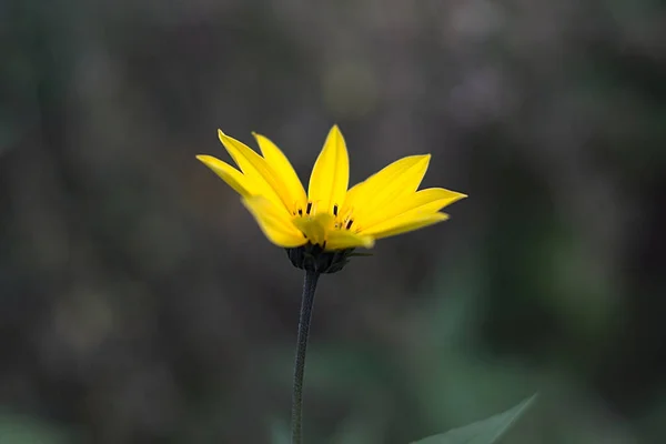 Flower Head Close — Stock Photo, Image