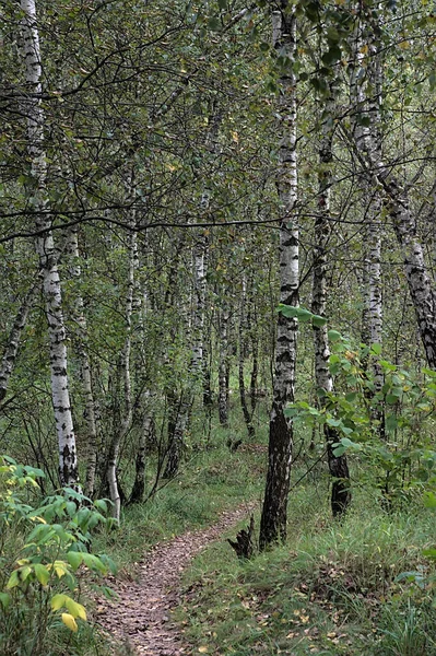Camino Que Conduce Profundamente Bosque Otoñal — Foto de Stock