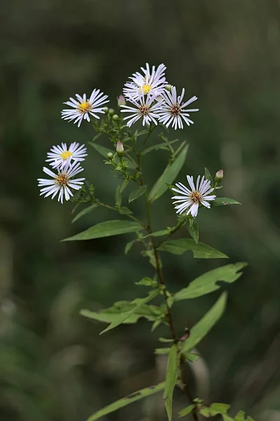 Bela Inflorescência Outono Flores Miniatura Aster — Fotografia de Stock