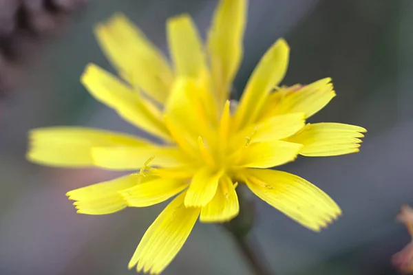 Una Testa Fiore Vicino — Foto Stock