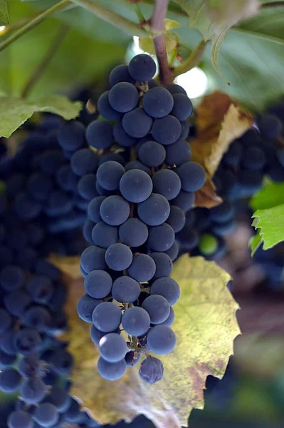 Осенний Виноград Голубыми Ягодами — стоковое фото