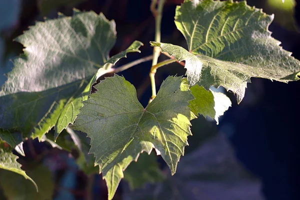 Pequeñas Hojas Uva Verde Iluminadas Por Luz Del Sol —  Fotos de Stock